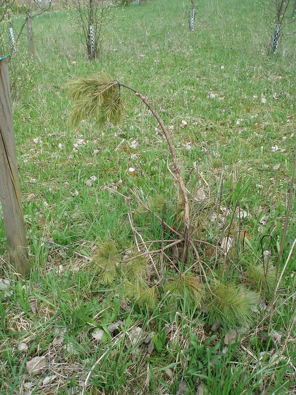 Simafenyő / Pinus strobus