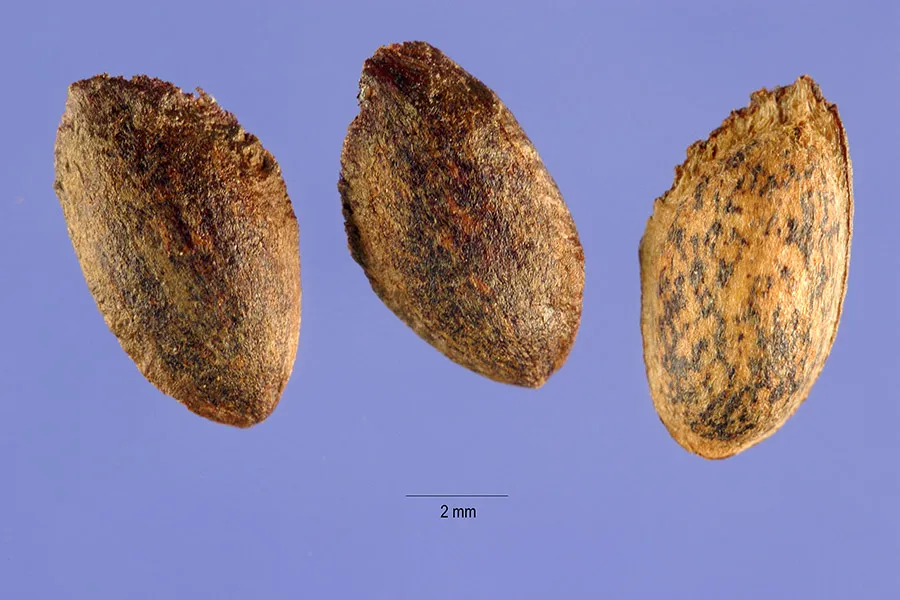 Simafenyő / Pinus strobus