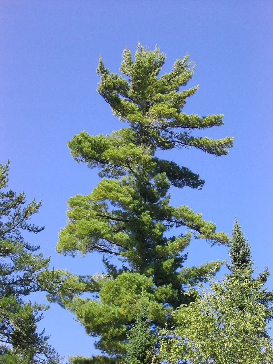 Simafenyő / Pinus strobus