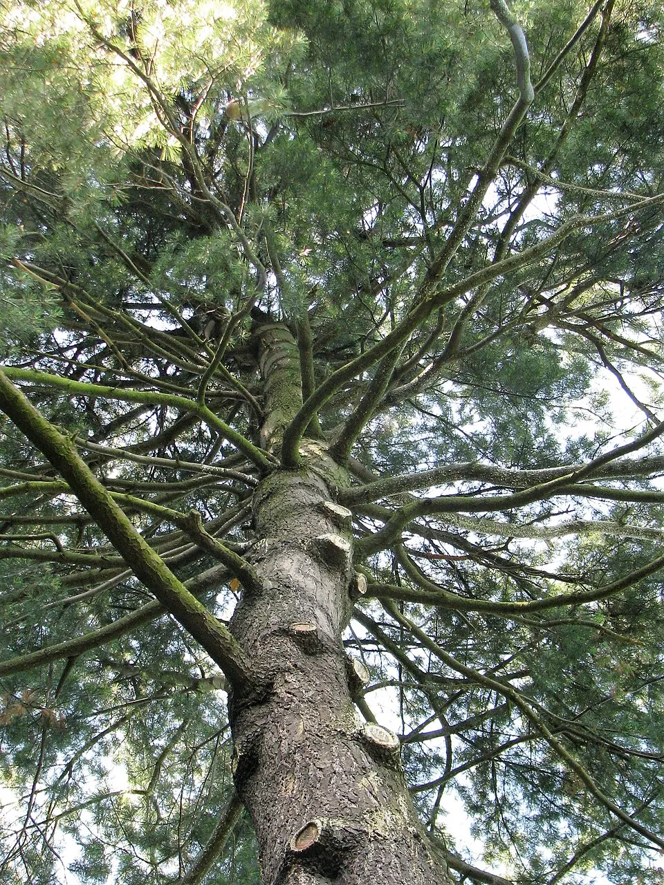 Simafenyő / Pinus strobus