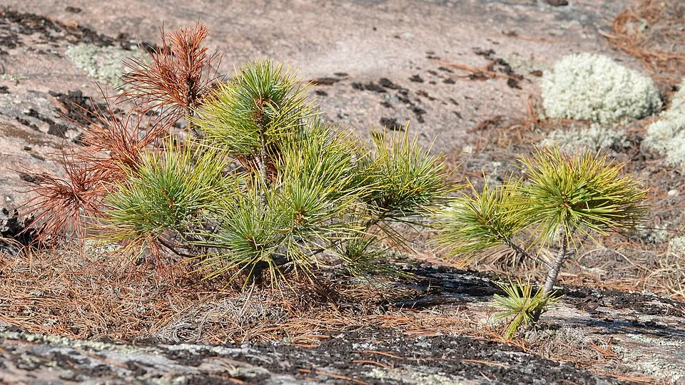 Simafenyő / Pinus strobus