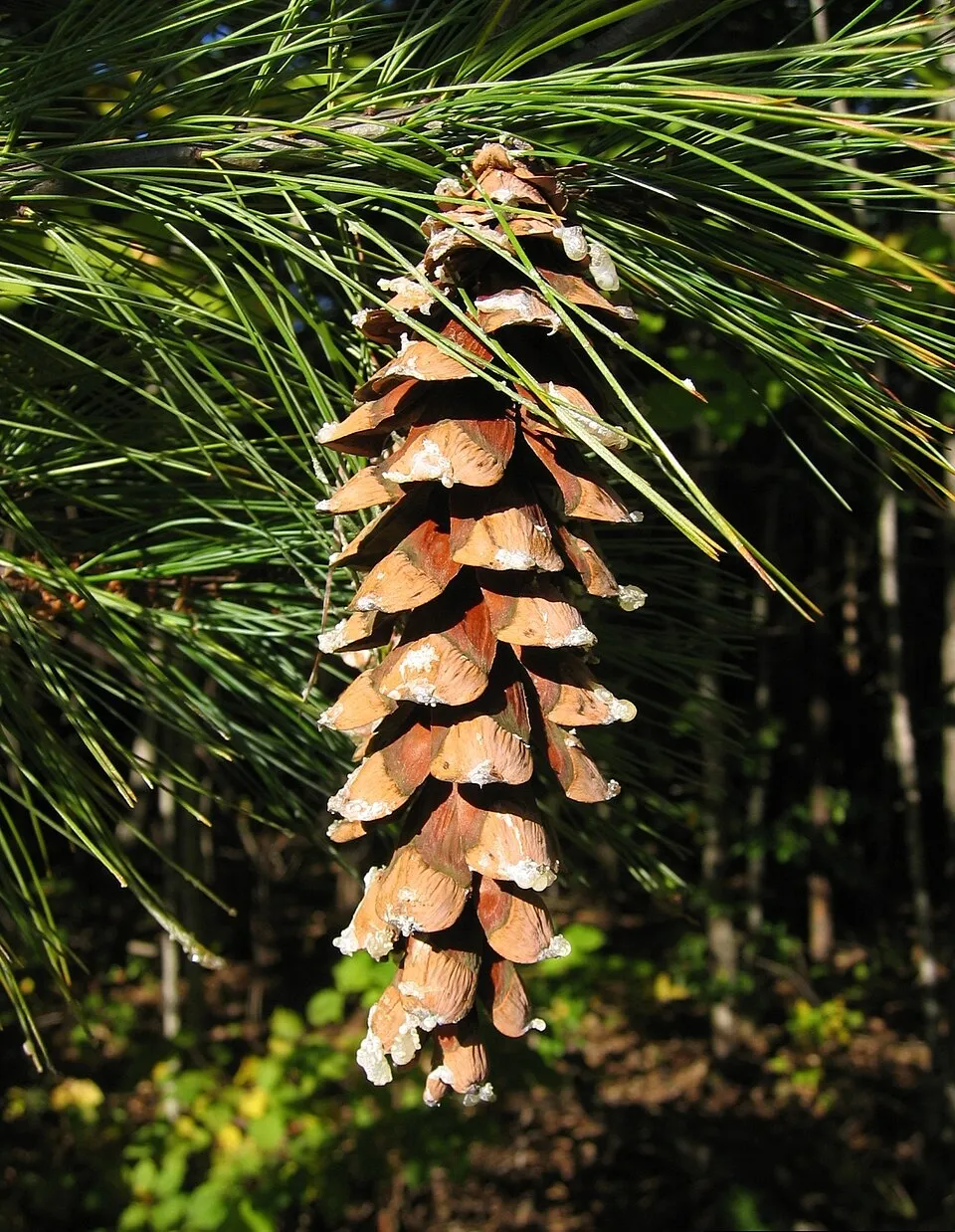 Simafenyő / Pinus strobus
