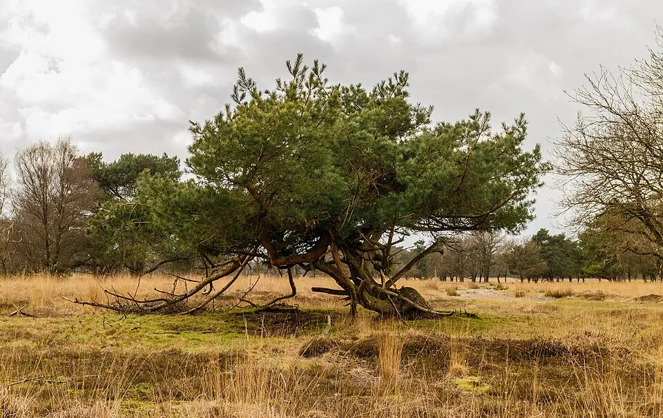 Erdei fenyő / Pinus sylvestris