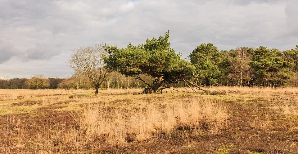 Erdei fenyő / Pinus sylvestris