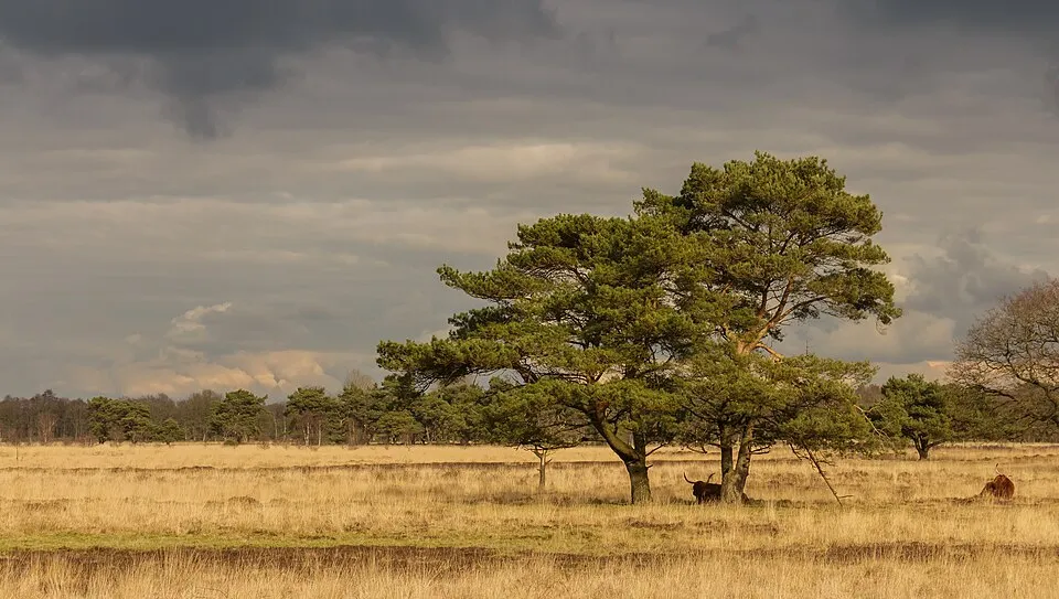 Erdei fenyő / Pinus sylvestris