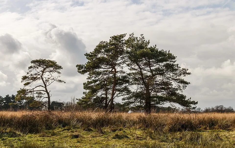 Erdei fenyő / Pinus sylvestris