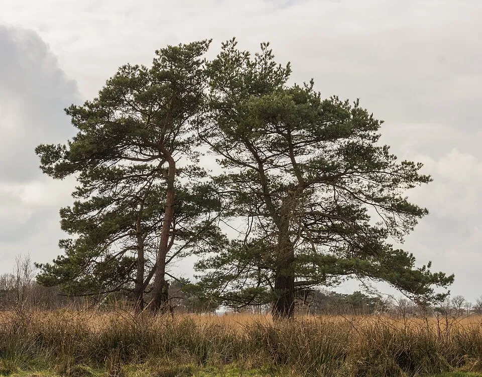 Erdei fenyő / Pinus sylvestris