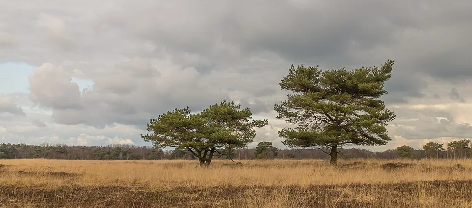 Erdei fenyő / Pinus sylvestris