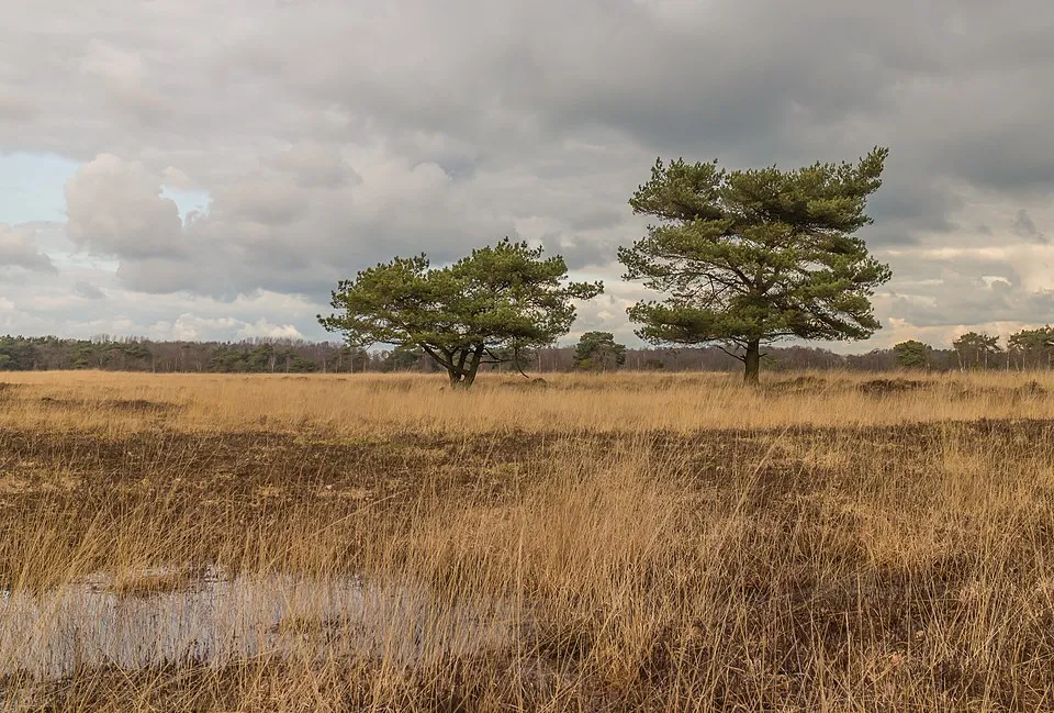 Erdei fenyő / Pinus sylvestris