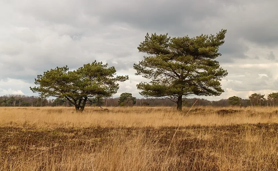 Erdei fenyő / Pinus sylvestris