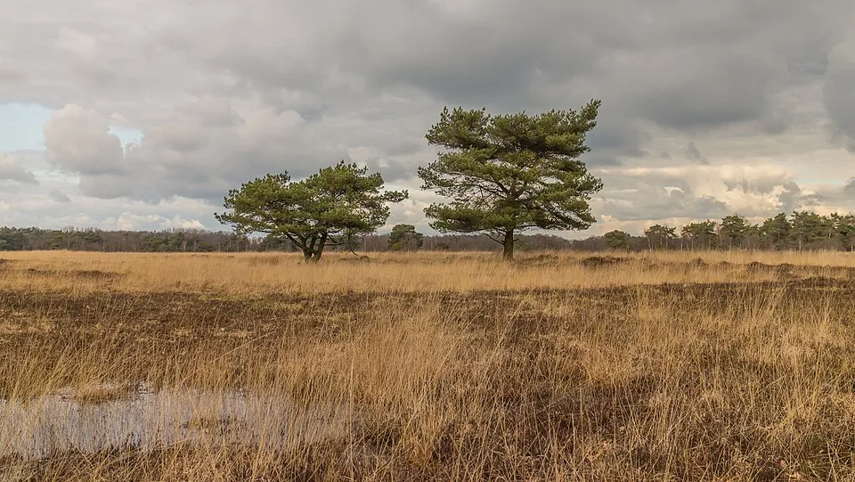 Erdei fenyő / Pinus sylvestris