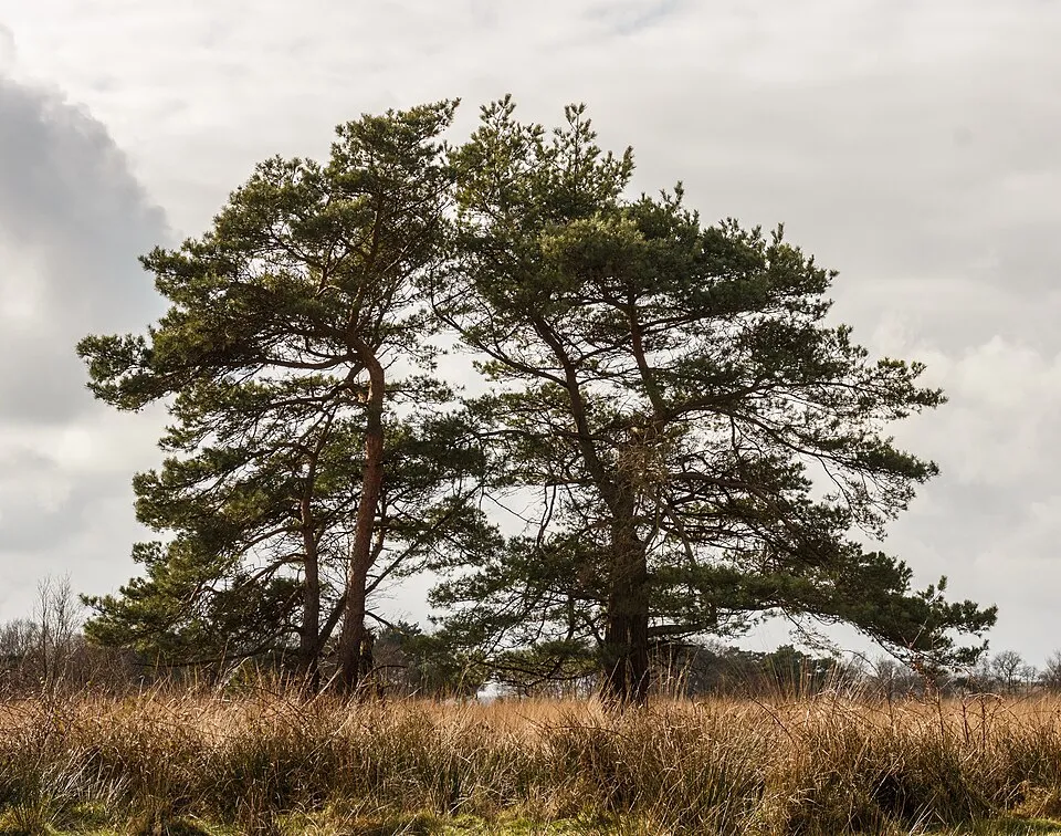Erdei fenyő / Pinus sylvestris