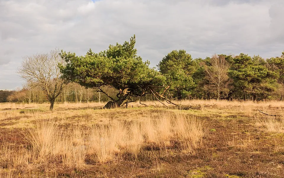 Erdei fenyő / Pinus sylvestris