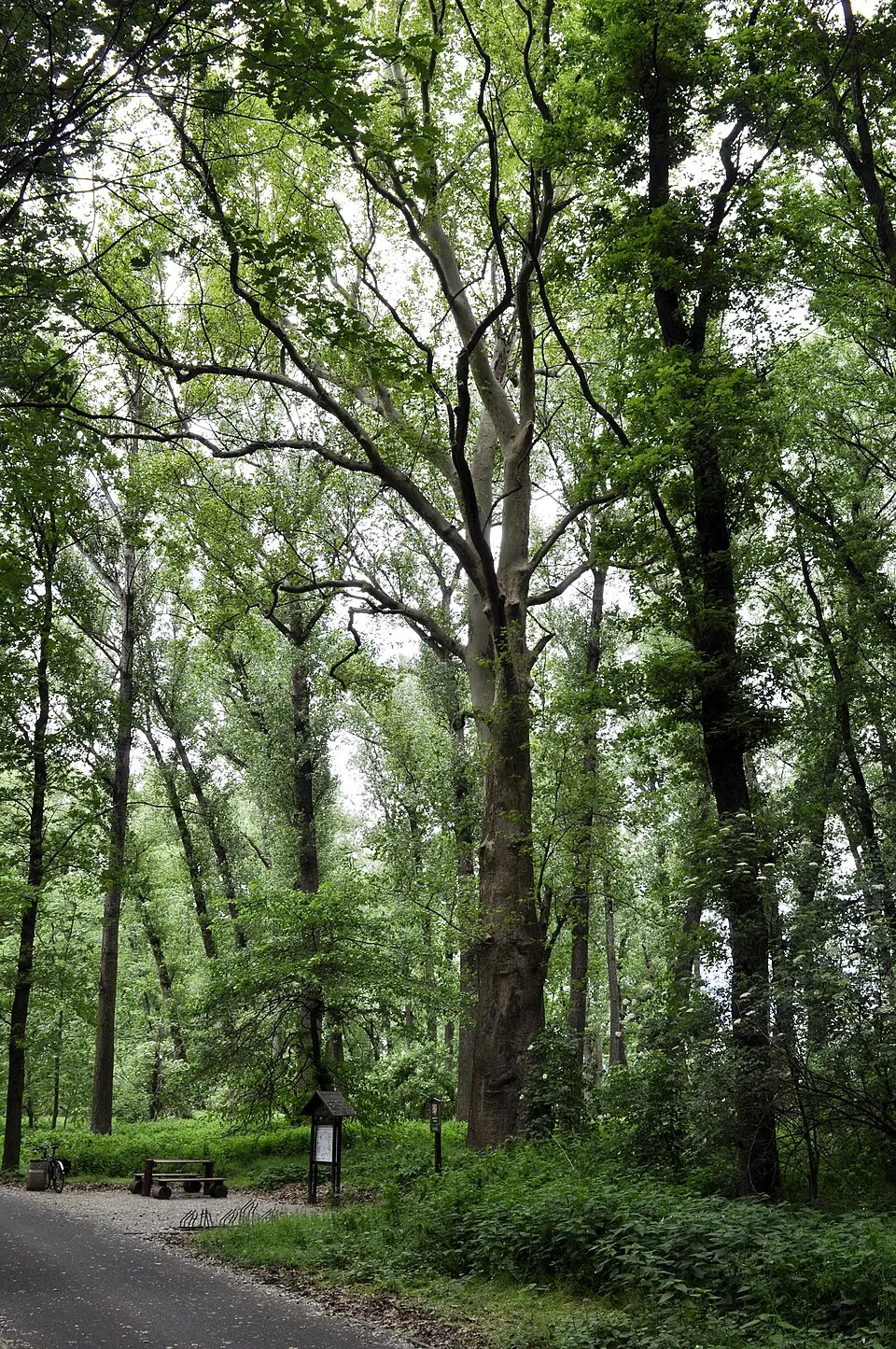Platán / Platanus acerifolia