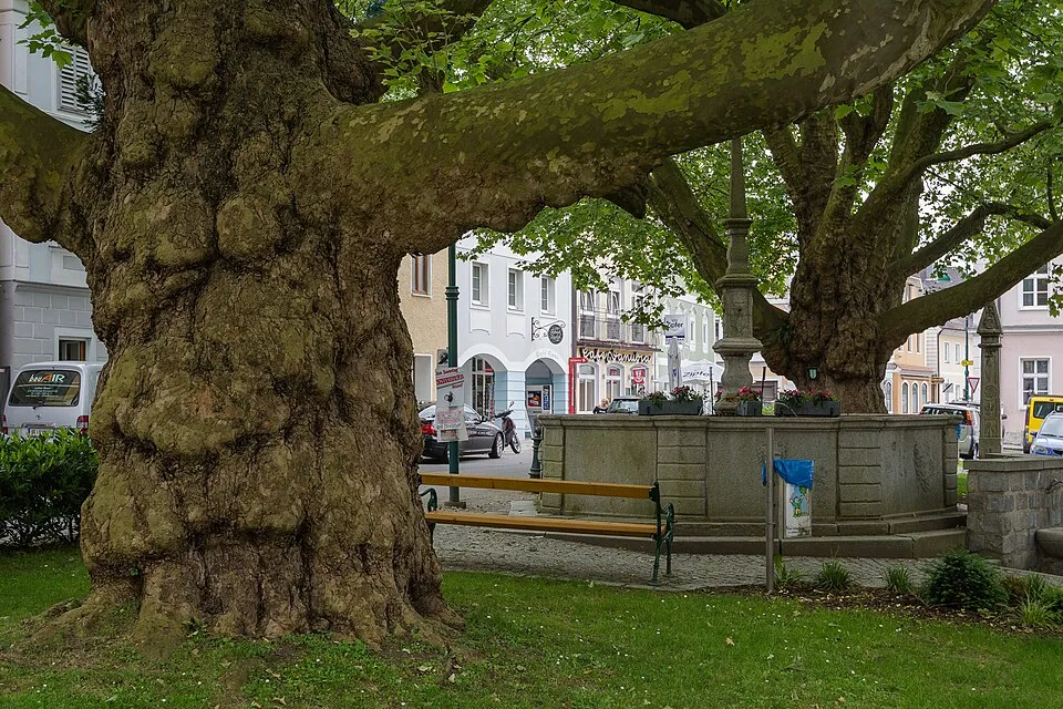 Platán / Platanus acerifolia