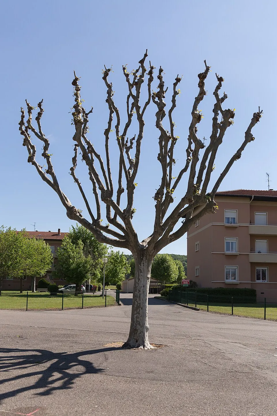 Platán / Platanus acerifolia