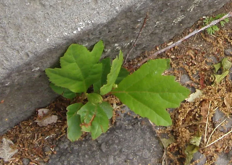 Platán / Platanus acerifolia