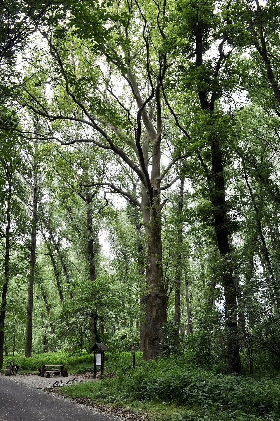 Platán / Platanus acerifolia