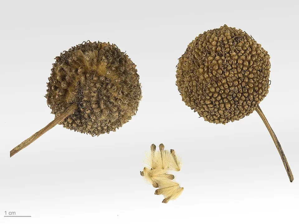 Platán / Platanus acerifolia