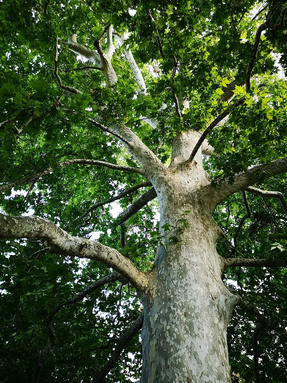 Platán / Platanus acerifolia