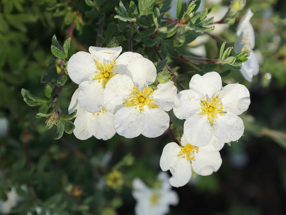 Fehér virágú cserjés pimpó / Potentilla fruticosa 'Abbotswood'