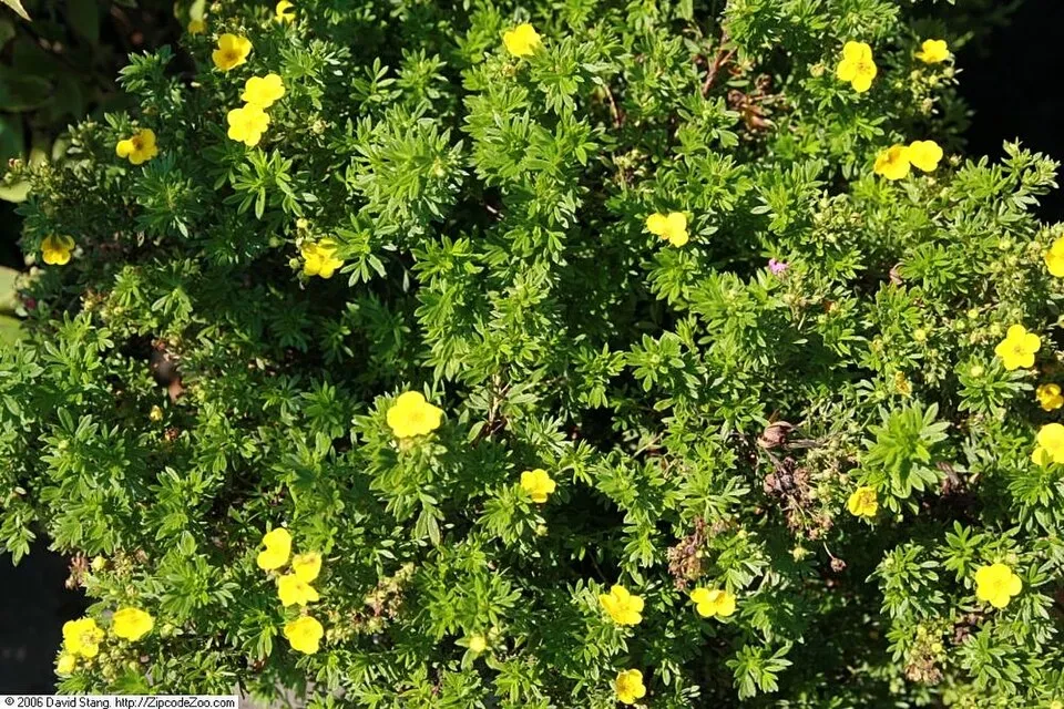 Sárga virágú cserjés pimpó / Potentilla fruticosa 'Goldfinger'