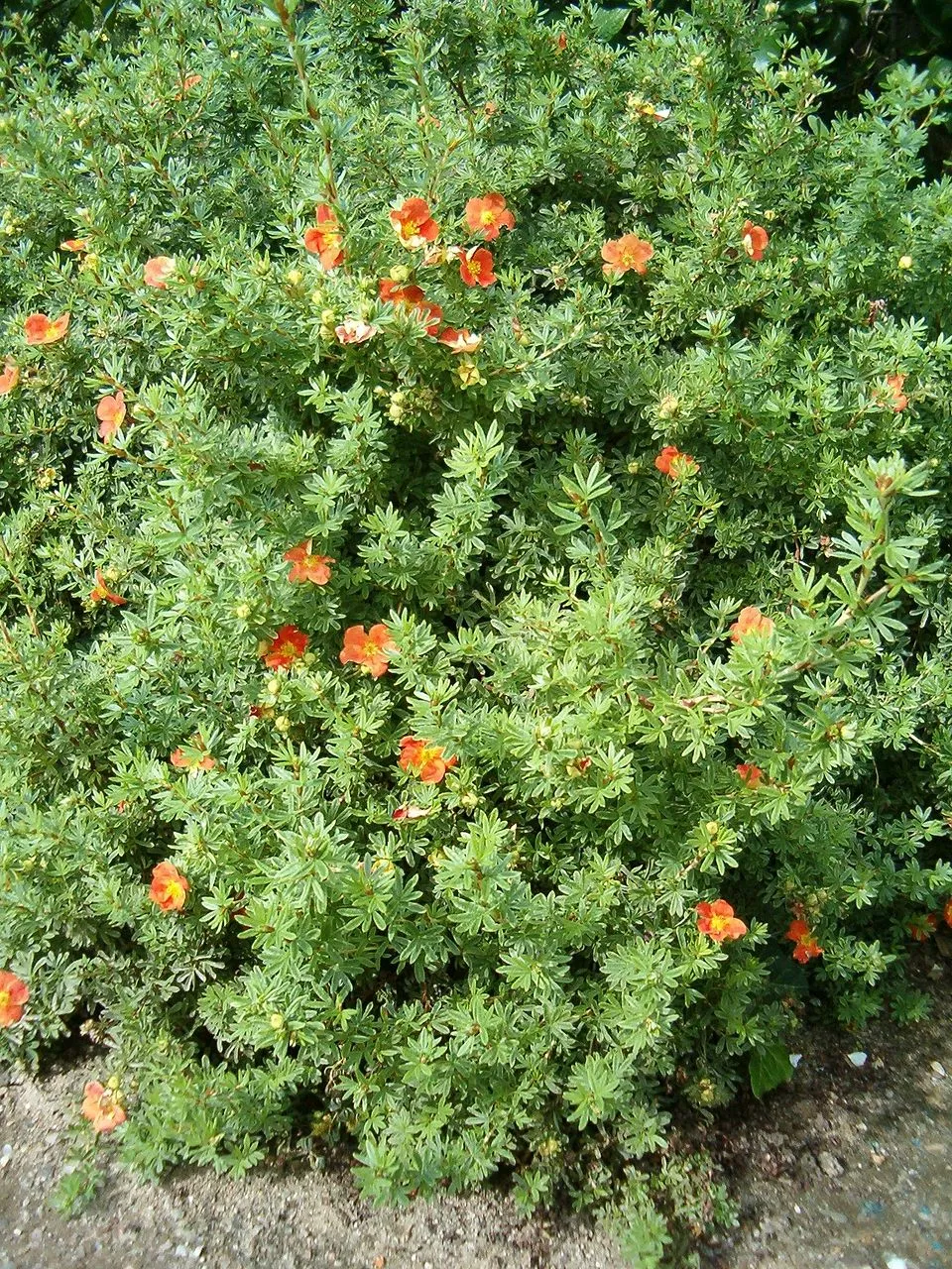 Sárga virágú cserjés pimpó / Potentilla fruticosa 'Goldteppich'