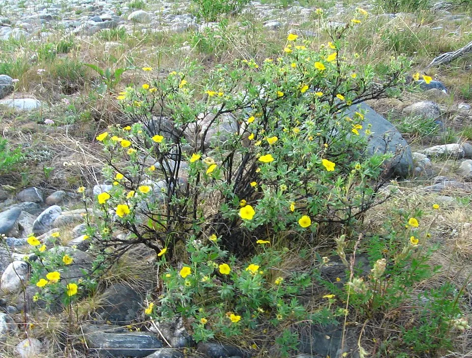 Sárga virágú cserjés pimpó / Potentilla fruticosa 'Goldteppich'
