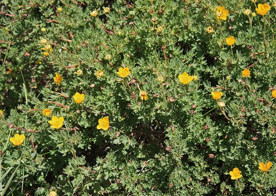 Sárga virágú cserjés pimpó / Potentilla fruticosa 'Goldteppich'
