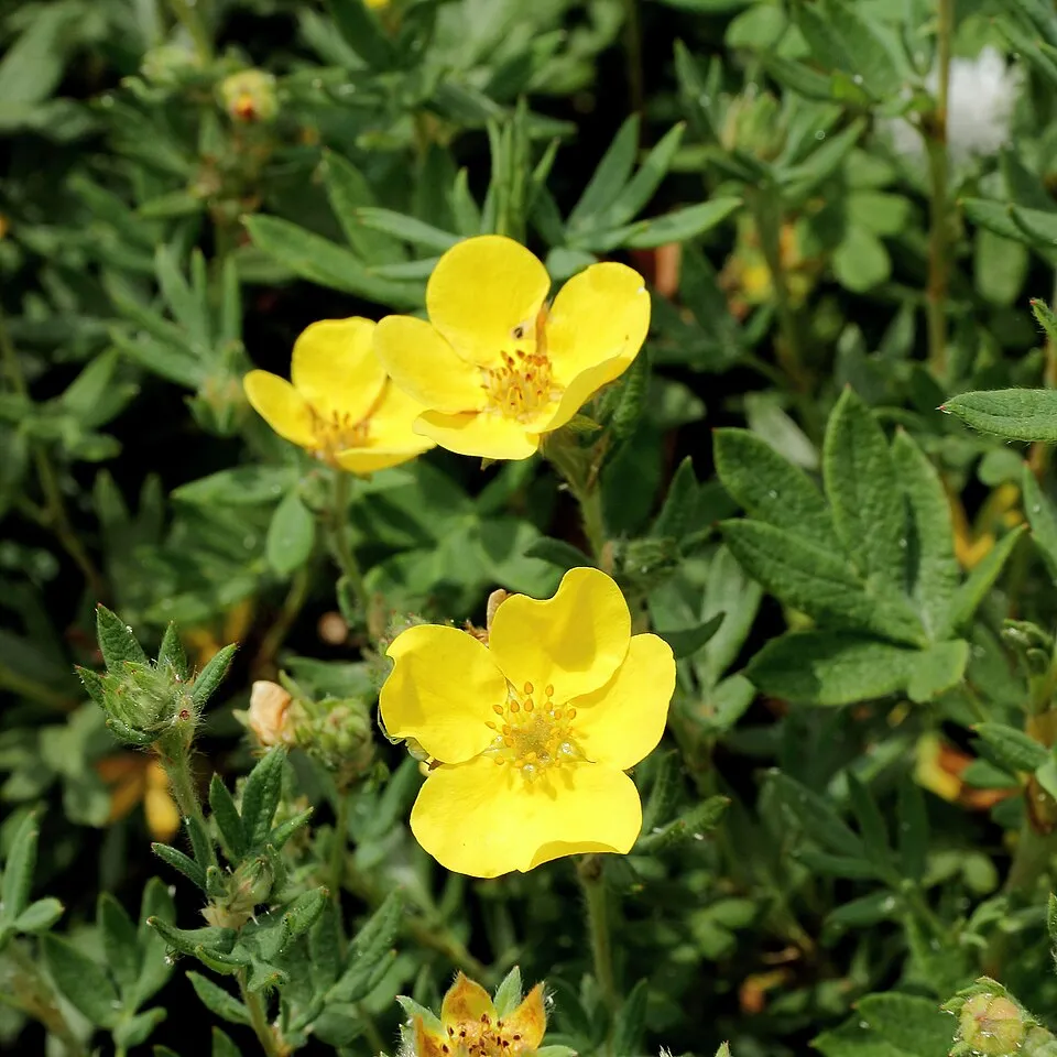 Sárga virágú cserjés pimpó / Potentilla fruticosa 'Goldteppich'