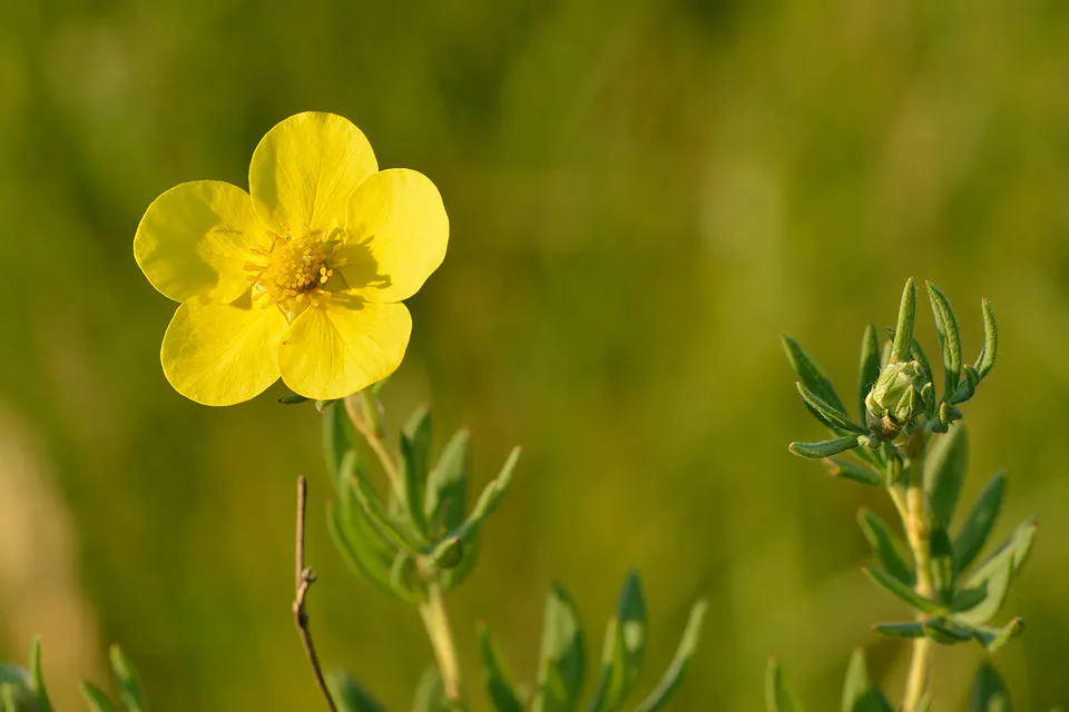 Sárga virágú, alacsony növekedésű cserjés pimpó / Potentilla fruticosa 'Kobold'