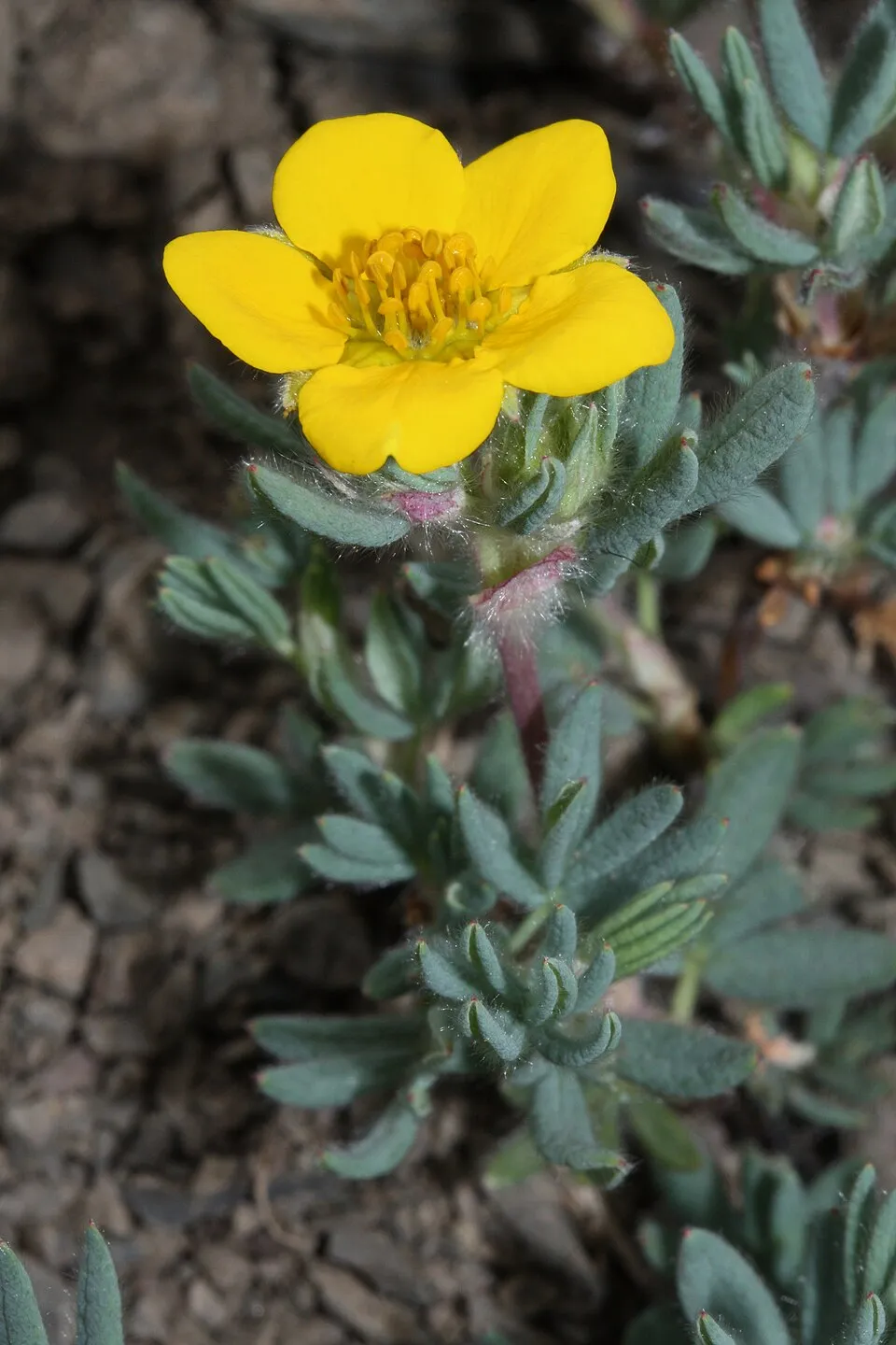 Lime színű, cserjés pimpó / Potentilla fruticosa 'Limelight'