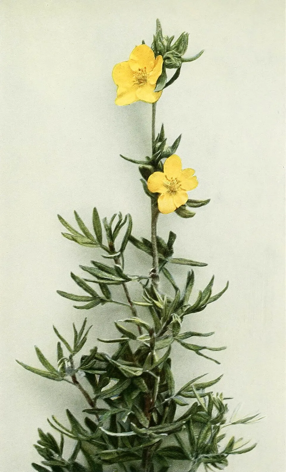 Rózsaszín virágú cserjés pimpó / Potentilla fruticosa 'Pink Queen'
