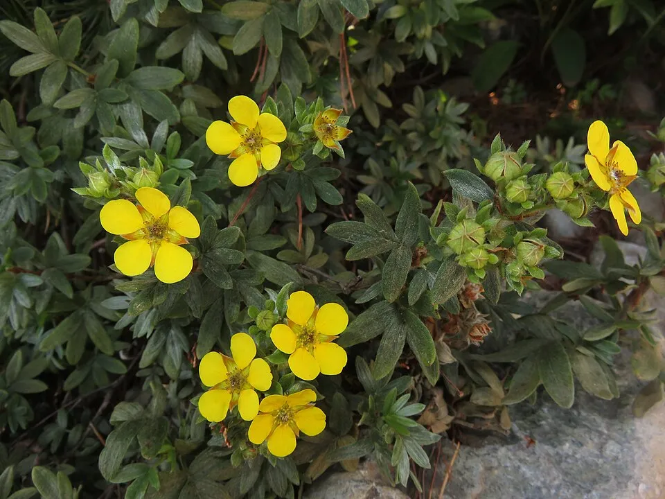 Rózsaszín virágú cserjés pimpó / Potentilla fruticosa 'Pink Queen'