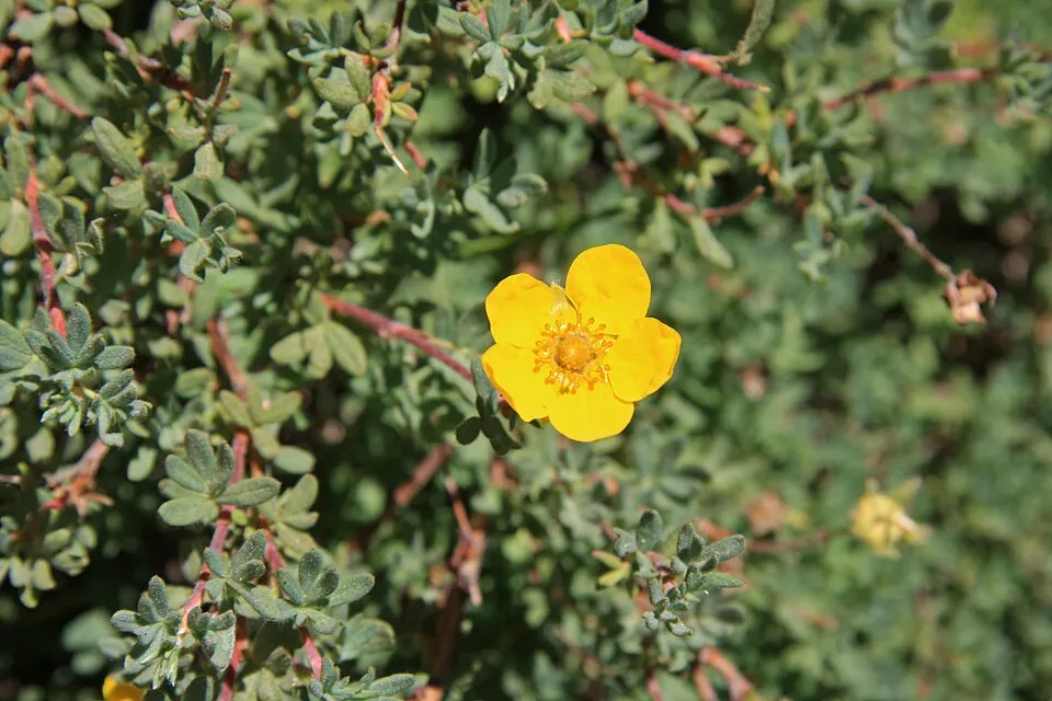 Rózsaszín virágú cserjés pimpó / Potentilla fruticosa 'Pink Queen'