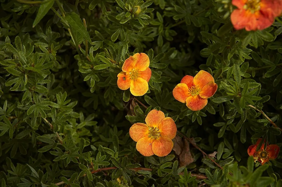 Piros virágú cserjés pimpó / Potentilla fruticosa 'Red Ace'