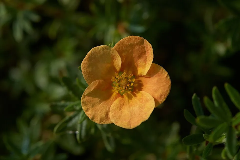 Piros virágú cserjés pimpó / Potentilla fruticosa 'Red Ace'
