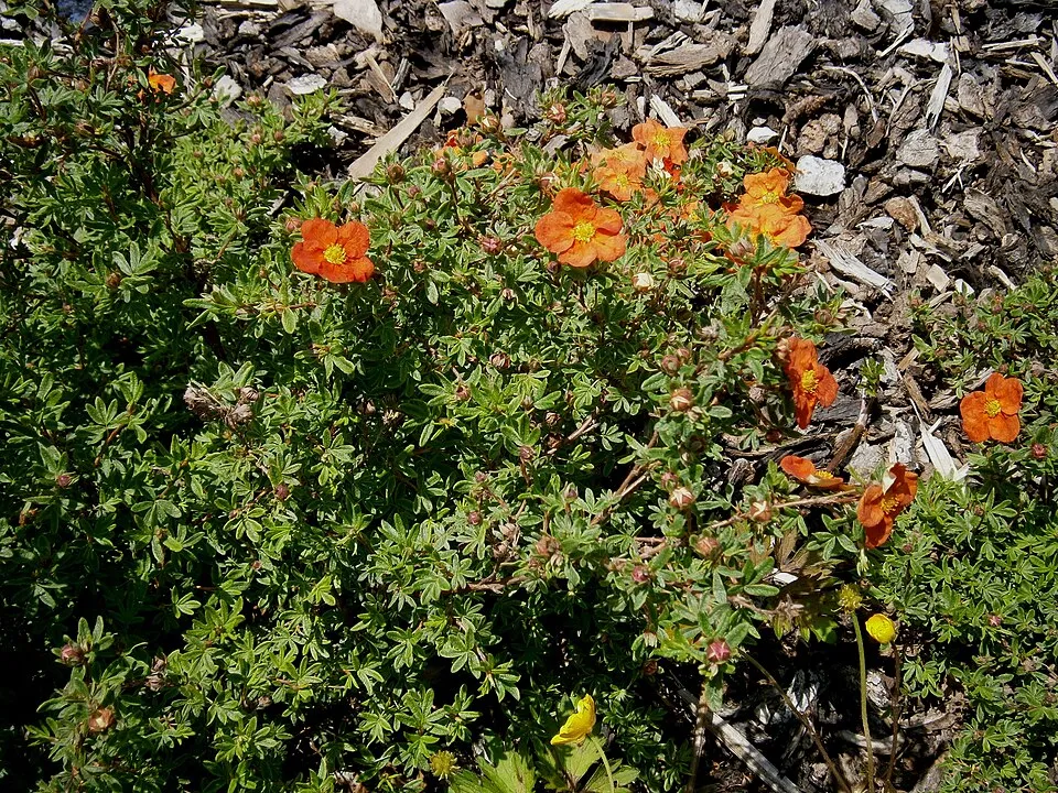 Piros virágú cserjés pimpó / Potentilla fruticosa 'Red Ace'