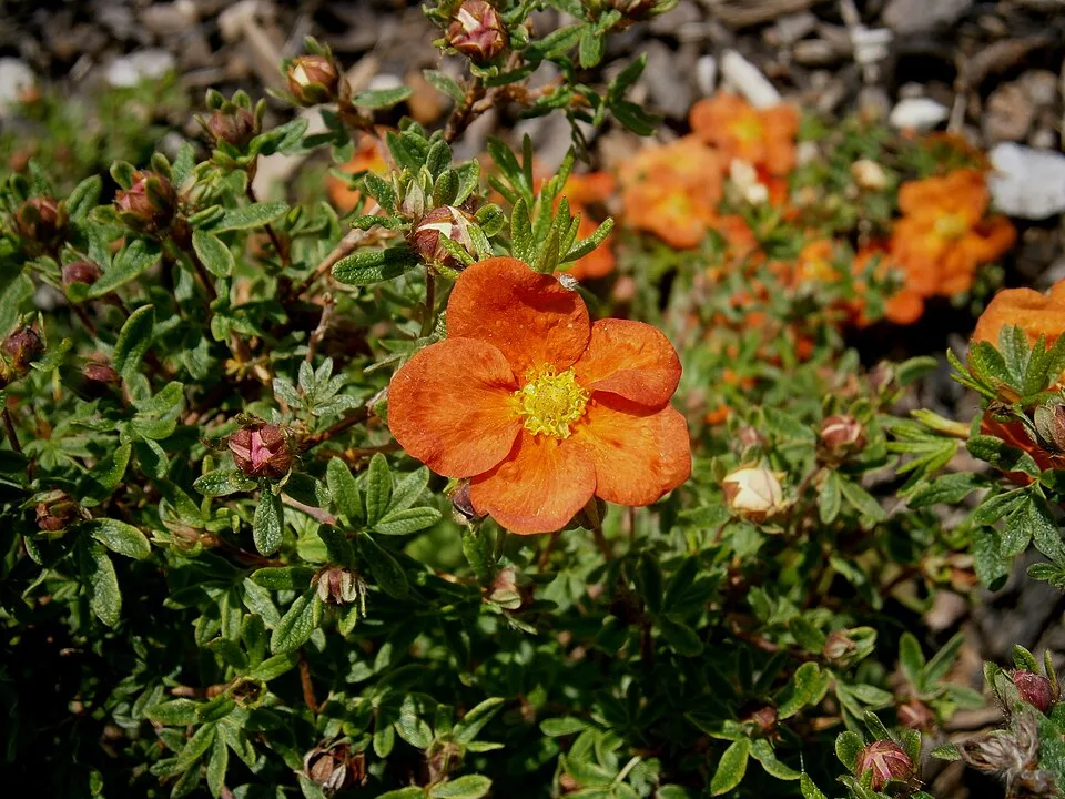 Piros virágú cserjés pimpó / Potentilla fruticosa 'Red Ace'
