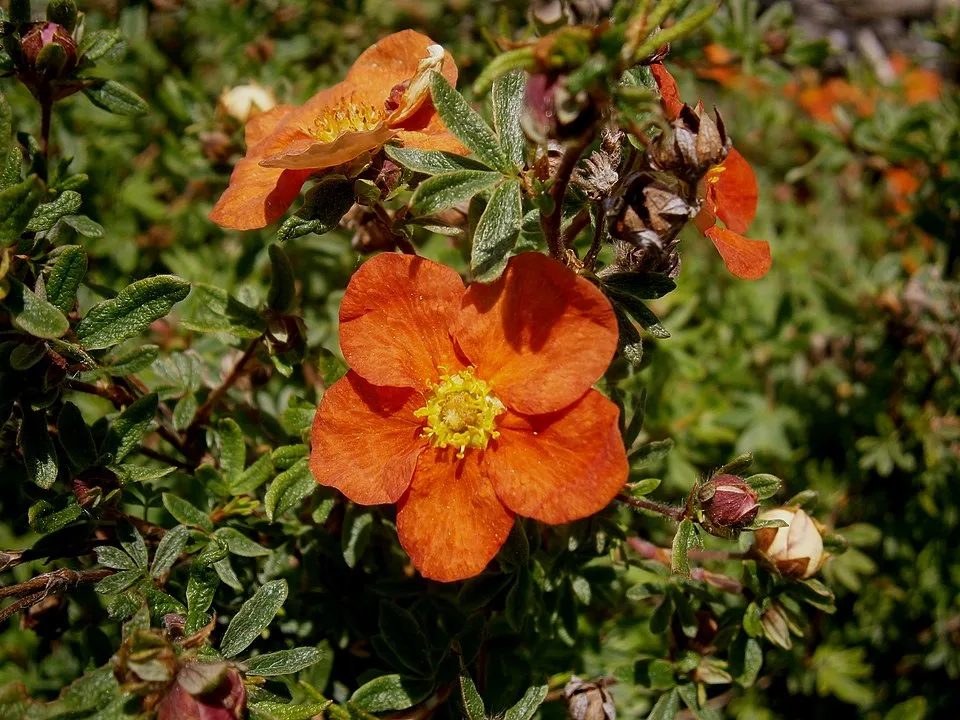 Piros virágú cserjés pimpó / Potentilla fruticosa 'Red Ace'