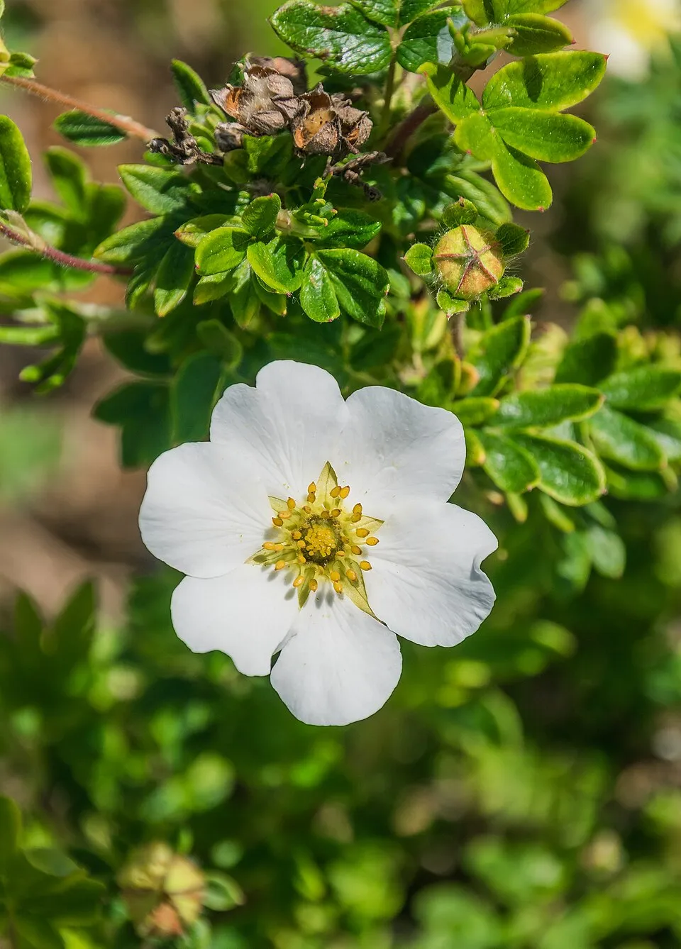Krémszínű cserjés pimpó / Potentilla fruticosa 'Tilford Cream'