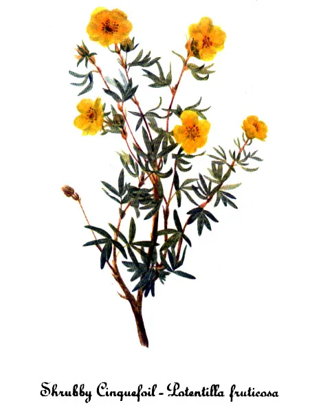 Krémszínű cserjés pimpó / Potentilla fruticosa 'Tilford Cream'