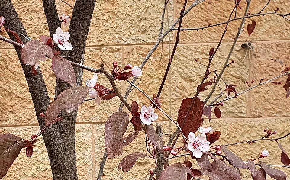 Nagyvirágú vérszilva / Prunus cerasifera Hollywood