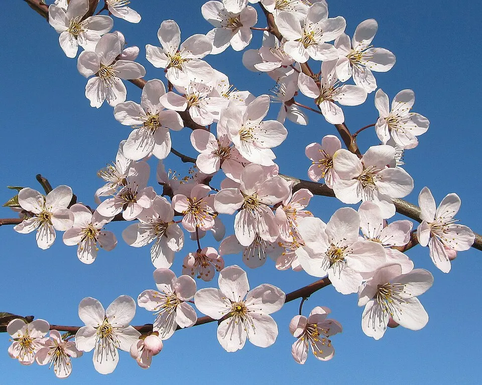 Nagyvirágú vérszilva / Prunus cerasifera Hollywood