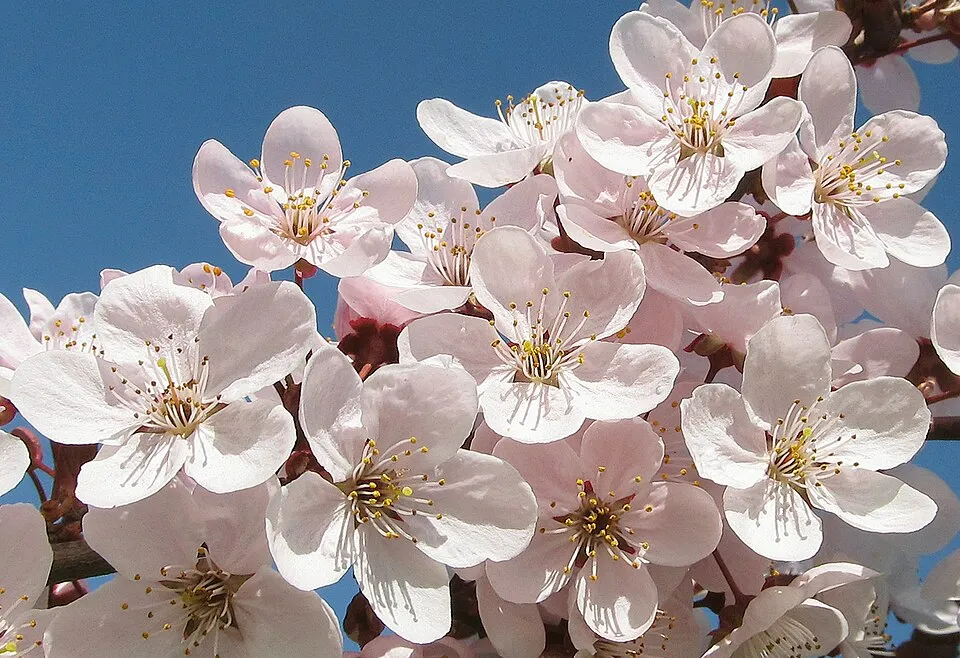 Nagyvirágú vérszilva / Prunus cerasifera Hollywood