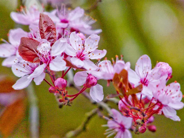 Vérszilva / Prunus cerasifera 'Nigra'