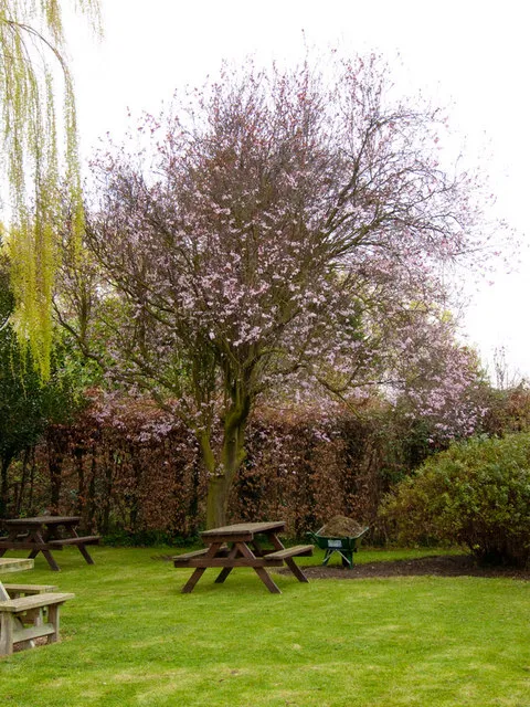 Vérszilva / Prunus cerasifera 'Nigra'