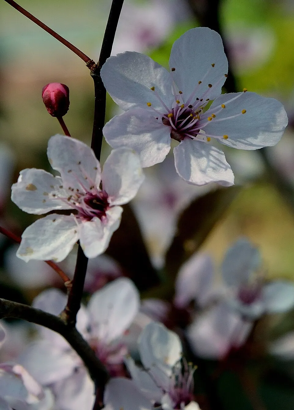 Vérszilva / Prunus cerasifera 'Nigra'