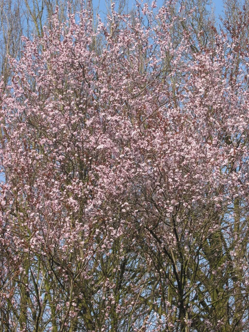 Vérszilva / Prunus cerasifera 'Nigra'