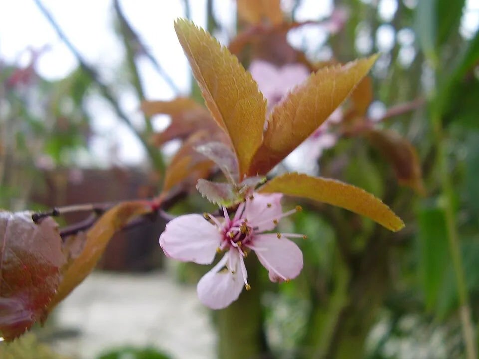 Vérszilva / Prunus cerasifera 'Nigra'